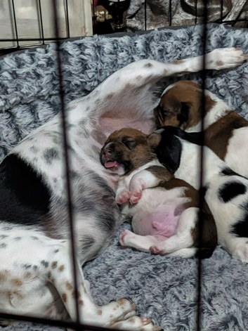 Selling two gorgeous Jack Russell pups