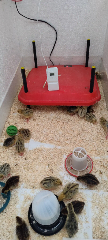 **SOLD OUT** Jumbo Japanese Coturnix Baby Quails for Sale