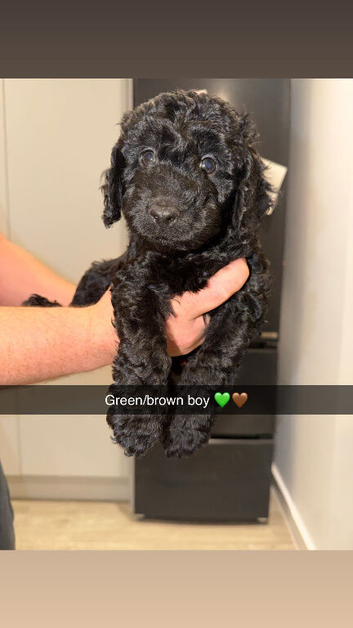 Cockapoo pups ready now