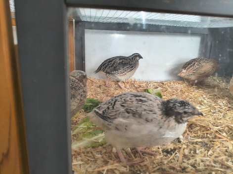 1 male 3 female Japanese quail