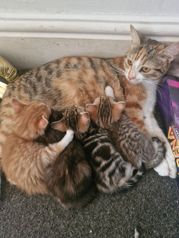 Maincoon cross kittens for sale