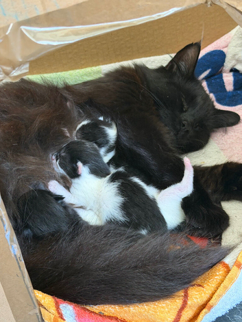 Beautiful kittens