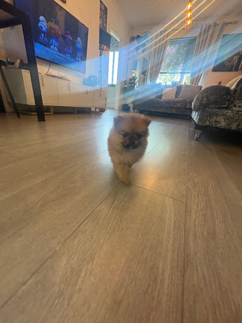 Beautiful teddy face female Pom