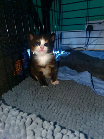 Cute, playful, lovely kitten &pound;200