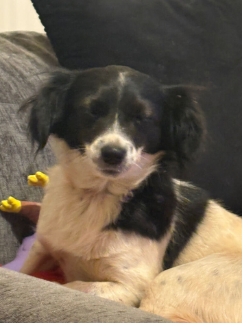 Female dog