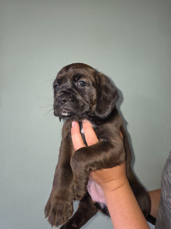 Boxer X puppies (kc reg parents)