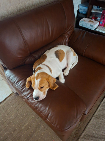 Lemon Beagle