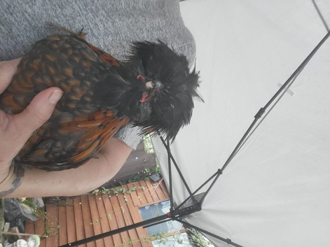 Polish cockerel