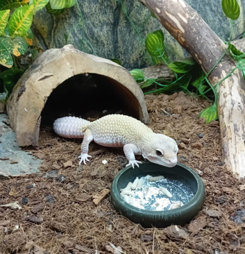 Male leopard gecko, free to good home.