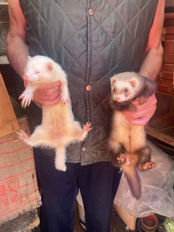Ferrets for sale
