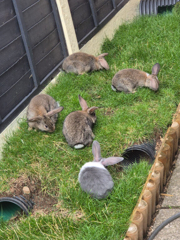 8 week old baby bunnies