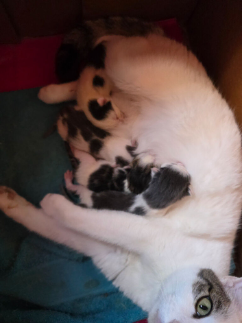 4 Part Bengal kittens Ready Now