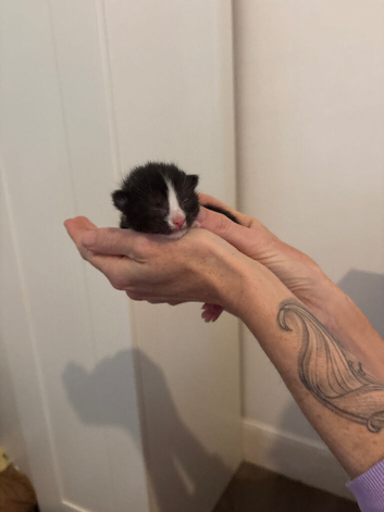 5 beautiful kittens for sale
