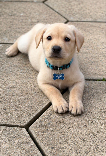 Beautiful yellow Labrador Puppy - Oscar Looking for a new home!