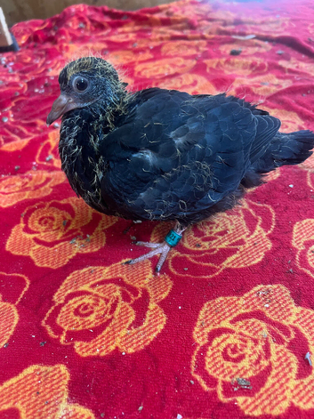 Racing pigeon