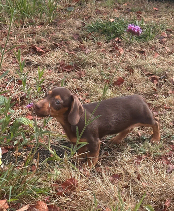 Female daxie 9weeks old