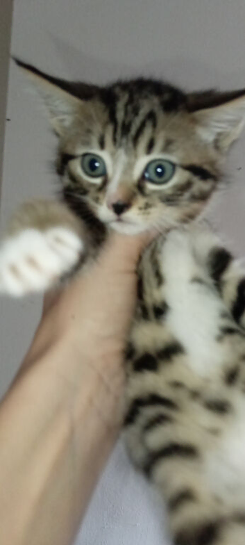 Full breed grey tabby kittens