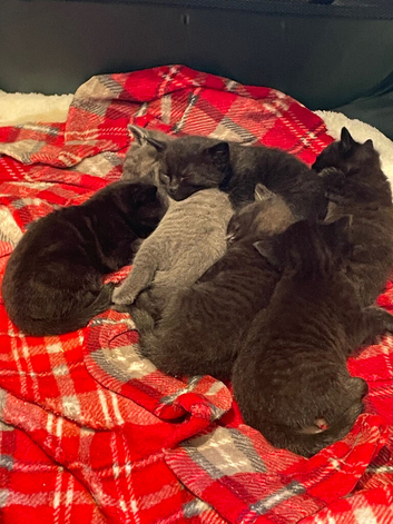 Kittens for sale