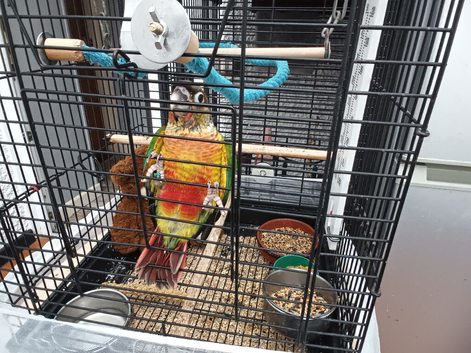 HandReared.conure