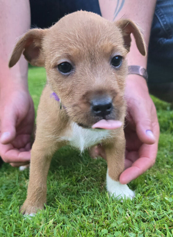 Jack Russell x Fell Terrier