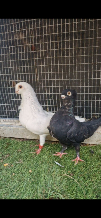 Healthy birds