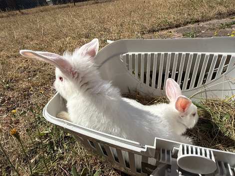 3 rabbits ! 2 white one mixed. can sell separately