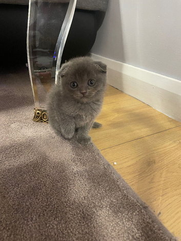 Scottish fold kittens