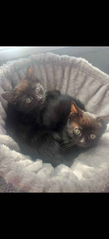 2 sister kittens- mainecoon x tabby