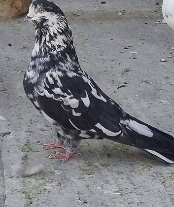 Iranian pigeon
