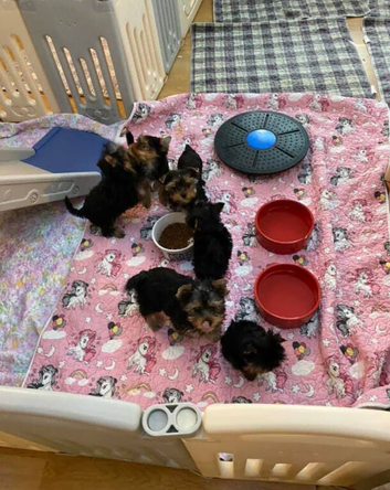 Yorkshire terrier puppies