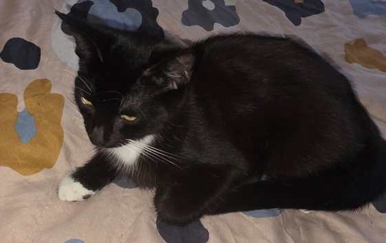 Male kitten(black and white)