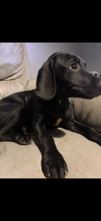 Loving Male Puppy Looking for His Forever Home