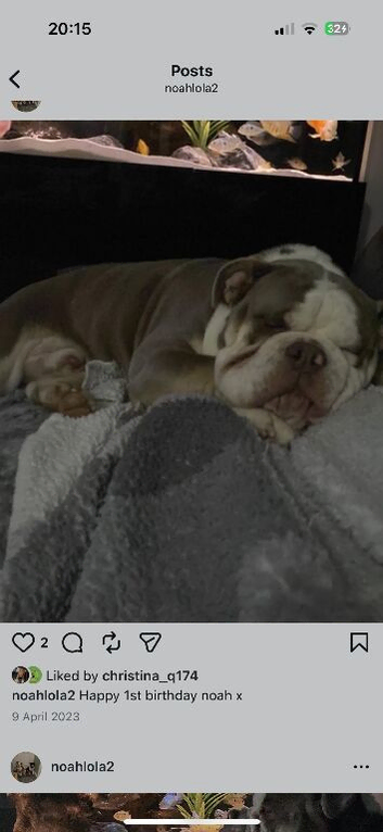 Dog needs loving home