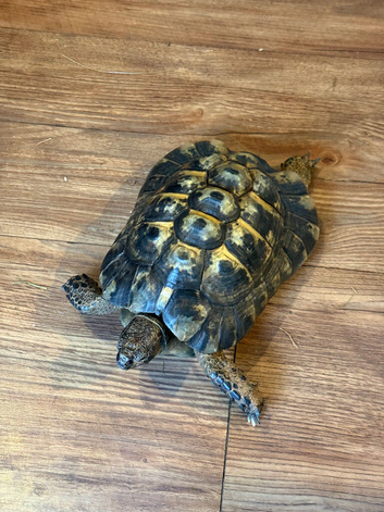 Mediterranean spur thighed tortoise