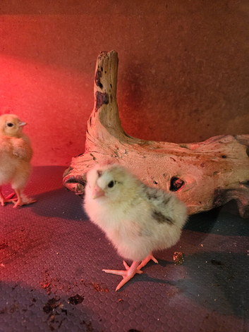 Chicks and chickens