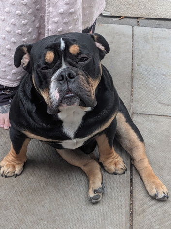 9 months old NEBBR Ozzy