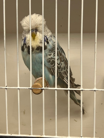Young budgies