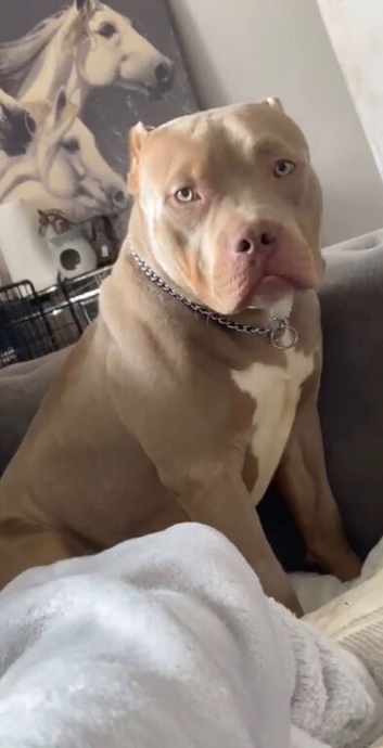 Most beautiful pocket bully boy needs a home