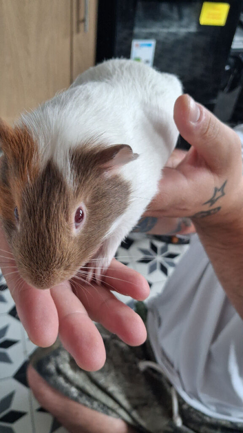 Young guinea pig with full size  cage