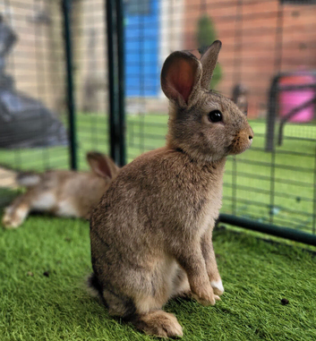 Adorable Mini Lop Mix Rabbits - ONE LEFT