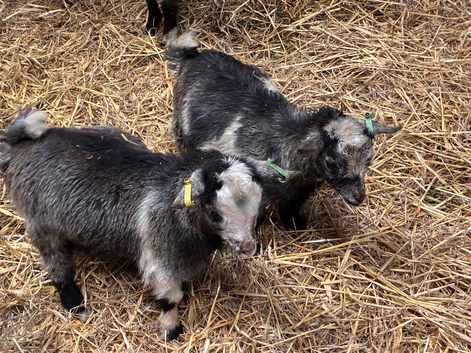 8-12 week old Pygmy weather goats