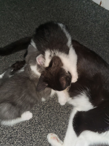 Male kitten black and white.