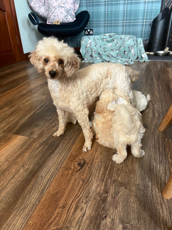 Tiny Maltipoo puppies