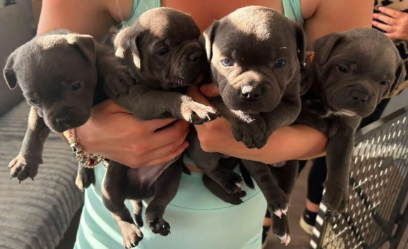 4 Beautiful boy Staffordshire bull terrier