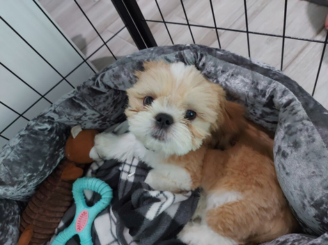 6mth old Shitzu puppy for sale