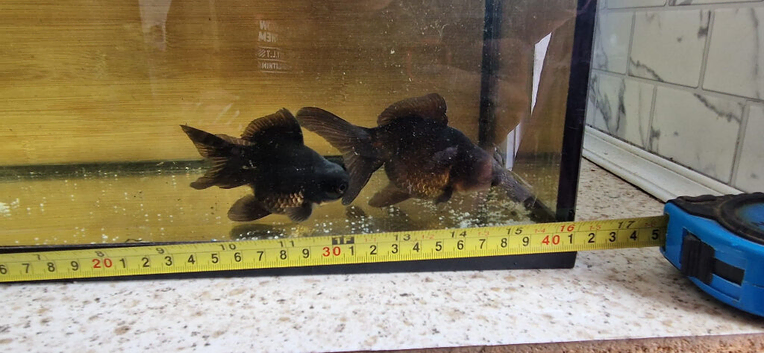 Fancy goldfish