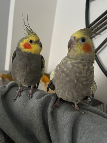 Two cockatiels for homing