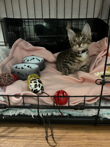 1 female kitten