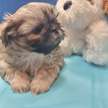 Kc reg Stunning small baby boys