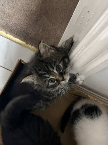 Kittens for sale!